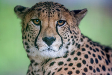 Headshot of a cheetah (Acinonyx jubatus) looking straight in the camera at Nyiregyhaza Zoo, Hungary