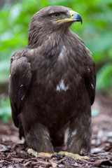 Steppe eagle (Aquila nipalensis) bird of prey standing on a wooden pieces base