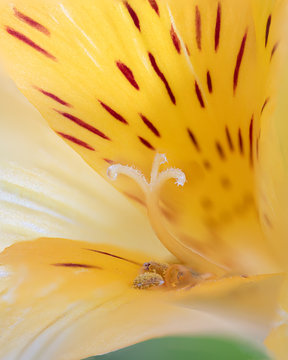 Pistel and stamens of the Alstroemeria