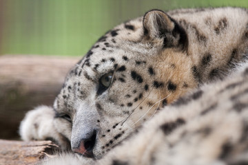 Headshot of sleeping snow leopard (Panthera uncia) also known as the ounce