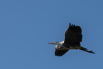 Grey heron flying on a cloudless day