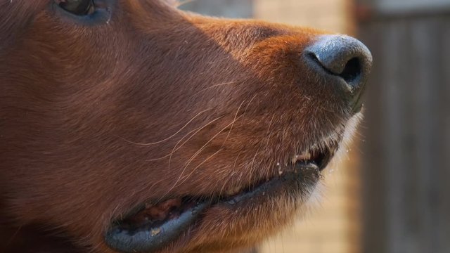 Dog nose sniffing outdoors closeup.