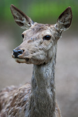 Potrait of a red deer (Cervus elaphus)