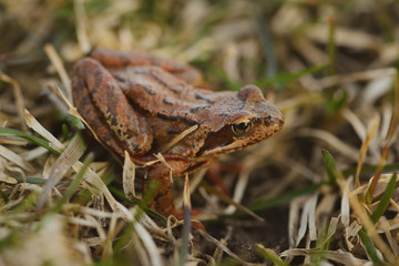 One common frog (Rana temporaria) is before the jump in the dry grass in outdoors.