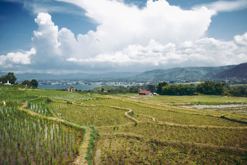 Fototapeta na wymiar Rice field in Sumatra
