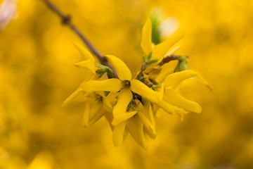 żółte kwitnące forsycje kiść kwiatów na gałęzi - obrazy, fototapety, plakaty