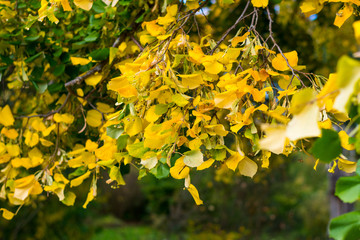 yellow leaves on the tree