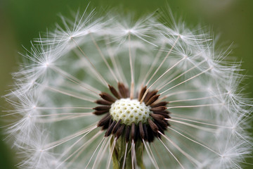 Fototapeta premium Dandelion flower seedhead closeup