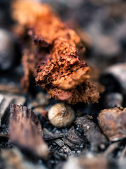 Closeup of tree bark