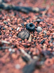 Clay gravel