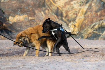 dogs fighting
