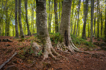 Fototapeta premium Magic Forest