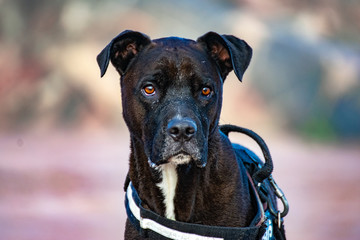 portrait of a black pitbull dog