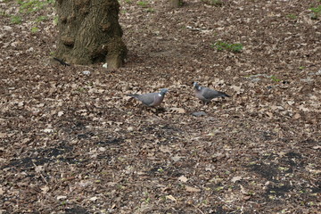 Naklejka na ściany i meble Wild forest pigeon whirlwind grazes on city lawns in early spring.