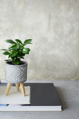 Decorating the workplace with plants in pots. Concrete, loft style. Coffee tree.