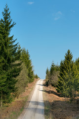 Fototapeta na wymiar Landscape with fork rural road in forest at early spring day. Copy space. Germany.