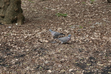 Wild forest pigeon whirlwind grazes on city lawns in early spring.