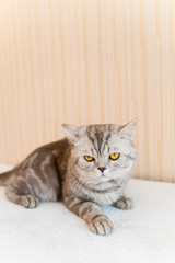 a beautiful British cat with yellow eyes looks forward, directly into the camera, a cat on a neutral backgroun