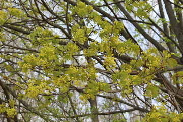 Fototapeta premium Yellow flowers bloom on maple in spring.