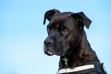 portrait of a black pitbull dog