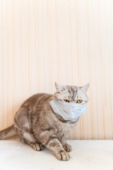 british cat sits in a medical mask is sick, taking care of loved ones, isolation at home