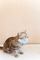 british cat sits in a medical mask is sick, taking care of loved ones, isolation at home