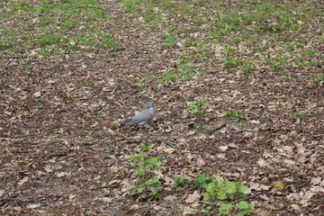 Wild forest pigeon whirlwind grazes on city lawns in early spring.
