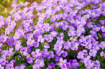 Obraz premium Beautiful flowers Purple Aubrieta in a sunny garden. Aubrieta Deltoidea. Spring Flower. Soft selective focus