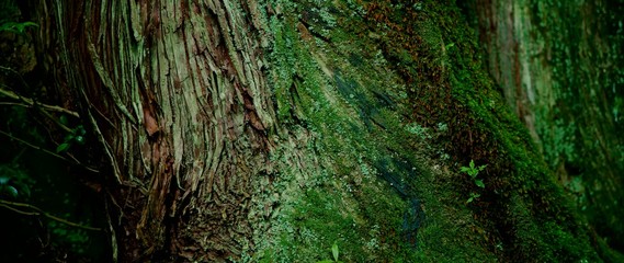Old tree trunk with moss in ancient forests. Yakushima, Japan
