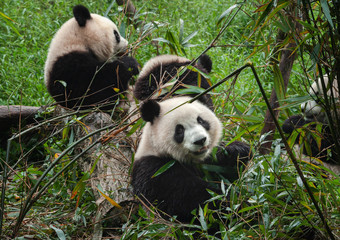 Giant panda bears eating bamboo in forest