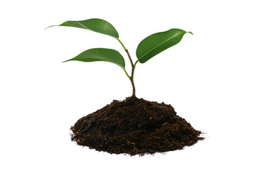 New life concept - young green plant with heap of brown soil isolated on a white background in close-up