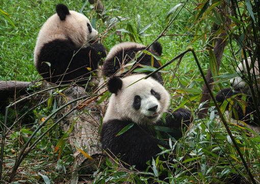 Giant panda bears eating bamboo in forest © wusuowei