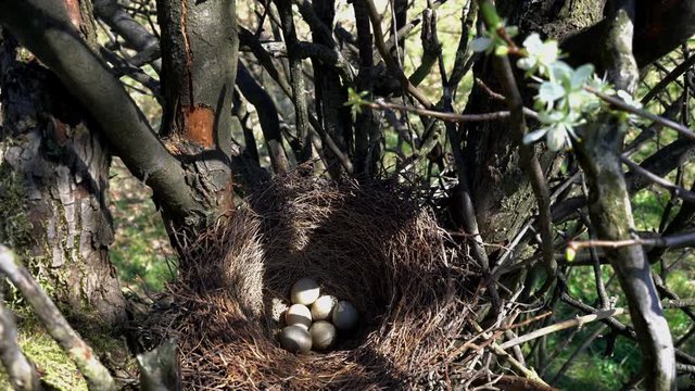 Nest of Eurasian Jay with eggs (Garrulus glandarius) - (4K)
