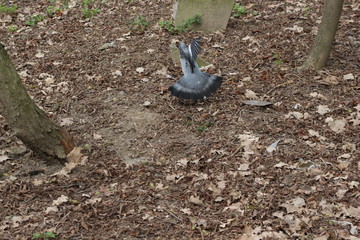 Wild forest pigeon whirlwind grazes on city lawns in early spring.
