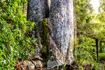 A wonder through Waiau Kauri Grove, Coromandel, New Zealand