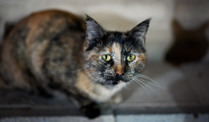 Street cat Portrait in the city of Shiraz in Iran © Boris RIBARD