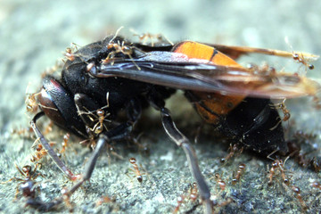 a photograph of a stinging bee that is dying and surrounded by ants for them to eat
