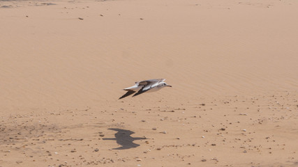 seagull in flight