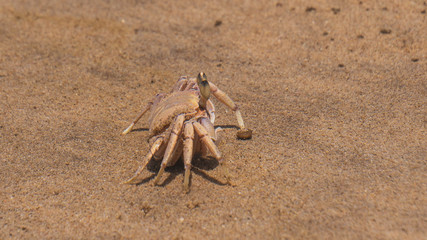 crab on the sand