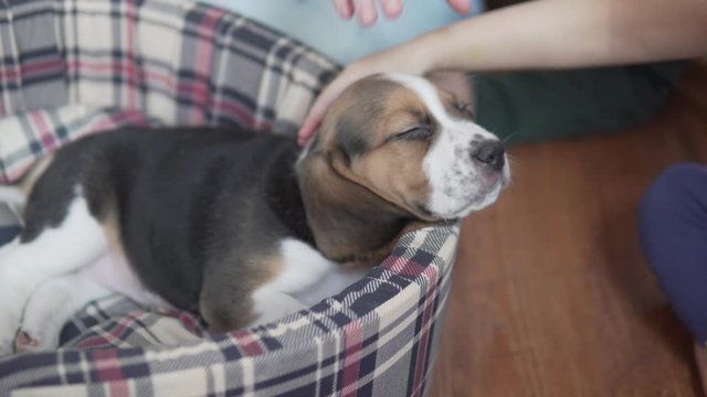 The boy strokes the face of a sleeping beagle puppy.