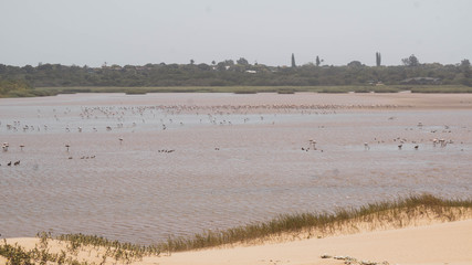 Fototapeta na wymiar reeds on the beach