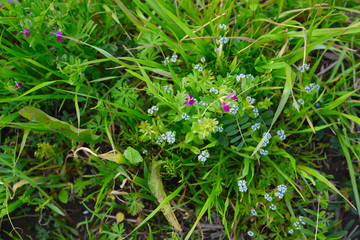 野草