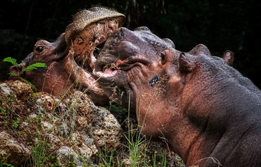 hippopotamus interacting