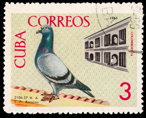 CUBA - CIRCA 1966: A stamp printed by Cuba shows Birds Pigeons. Breder tending coops Baracoa,...