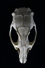 Animal skull cleaned of flesh by nature.