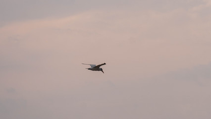 eagle in flight