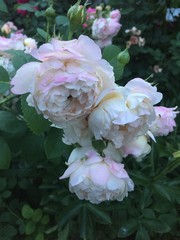 pink roses in a garden