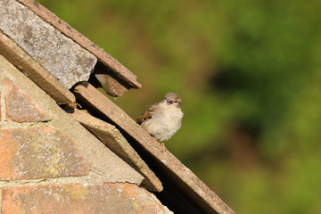 Adult female house sparrow, passer, domesticus, sitting on the roof of the house next door.