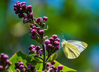 Schmetterling