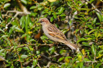 Adult male house sparrow, passer domesticus, sitting in a bush with a mouthful of nesting material.